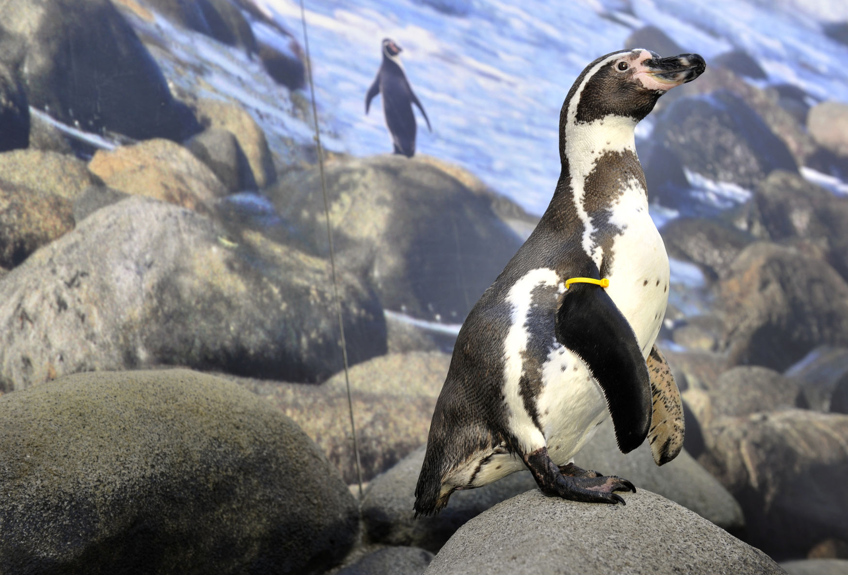 Humboldt penguin
